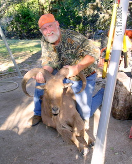 Great Gold Aoudad Ram Taken in November